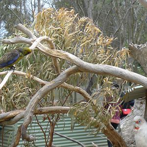 wild green rosella