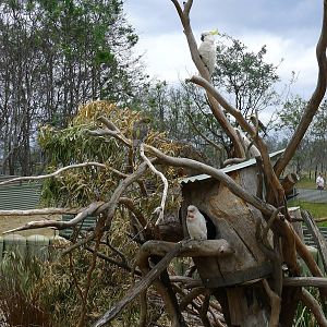 a variety of cockatoos on a open exhibit