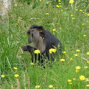Lion tailed Macque