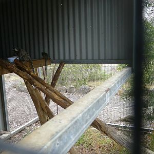 common marmoset family