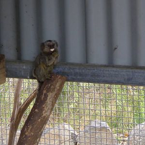 baby Common Marmoset