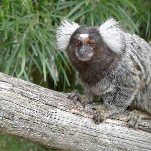 Common Marmoset