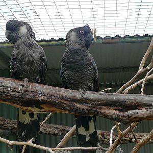 Carnbys white tailed black cockatoo