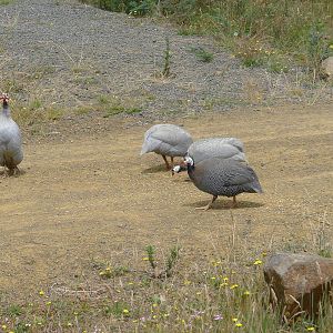 free range guinea fowl