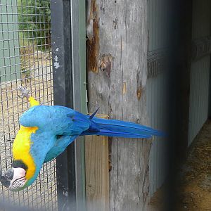 Blue and Gold macaw