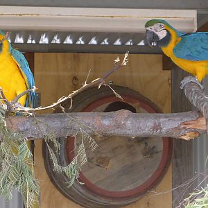 macaws