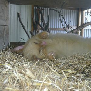 Golden form of Brush tailed Possum