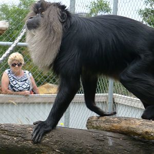 Lion tailed macque