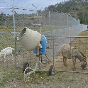 Cheetah enclosure in progress