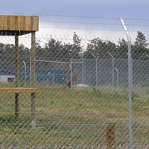 Camel seen thru Cheetah fences