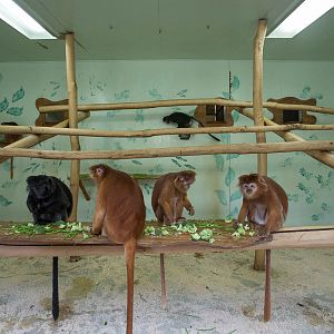 Javan langur : Howletts : 16 Oct 2014