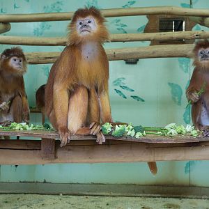 Javan langur : Howletts : 16 Oct 2014