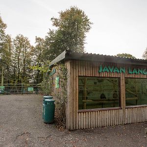 Javan langur (exhibit) : Howletts : 16 Oct 2014