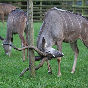 Greater kudu : Howletts : 16 Oct 2014