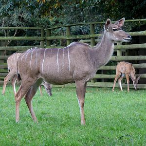 Greater kudu : Howletts : 16 Oct 2014