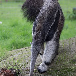 Giant anteater : Howletts : 16 Oct 2014