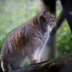 Pallas cat : Howletts : 16 Oct 2014