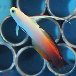 Fire goby