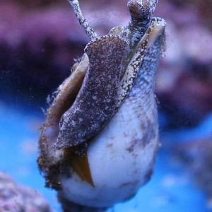 Sea snail ID
