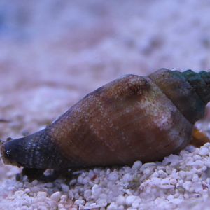 Sea snail ID