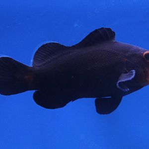 Clown fish mutation 'Midnight