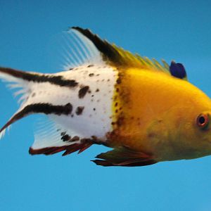 Lyretail hogfish