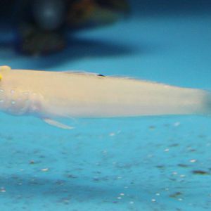 Sleeper blue-dot goby