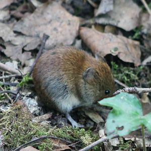 Bank vole