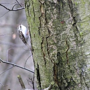 Treecreeper- Wild in Poland