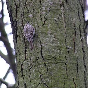 Treecreeper- Wild in Poland
