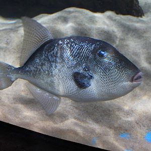 Grey Triggerfish - Malta National Aquarium