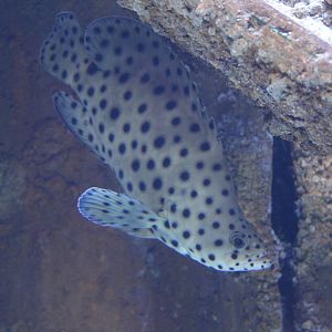 Panther Grouper - Malta National Aquarium