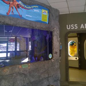 USS Antiquities