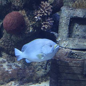 Fish ID? - Malta National Aquarium
