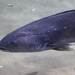 Meagre - Malta National Aquarium
