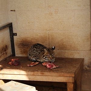 Ocelot Enclosure - MonteKristo Animal Park, Malta