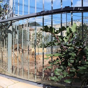 Tiger cub Enclosure - MonteKristo Animal Park, Malta