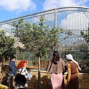 Tiger cub Enclosure - MonteKristo Animal Park, Malta