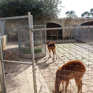 Sitatunga Enclosure - MonteKristo Animal Park, Malta