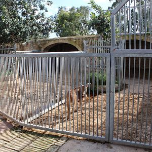 Barbary Sheep Enclosures - MonteKristo Animal Park, Malta