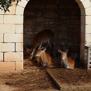 Red Lechwe Enclosure - MonteKristo Animal Park, Malta