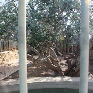 African Lion cub Enclosure - MonteKristo Animal Park, Malta