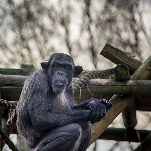 Chimpanzee : Twycross : 31 Oct 2014