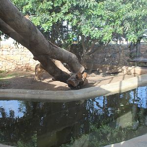 African Lion Enclosure - MonteKristo Animal Park
