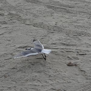 Laughing gull