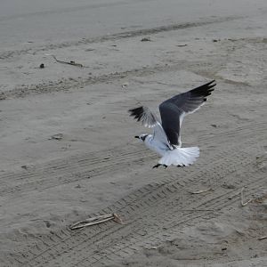 Laughing gull