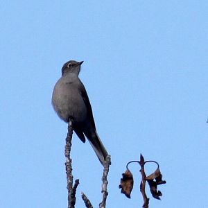Townsend's Solitaire
