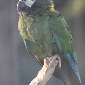 Yellow-collared Macaw, 27th December 2014