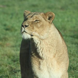 African Lion, 27th December 2014