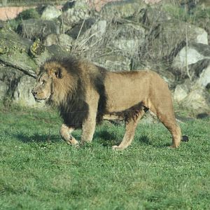 African Lion, 27th December 2014